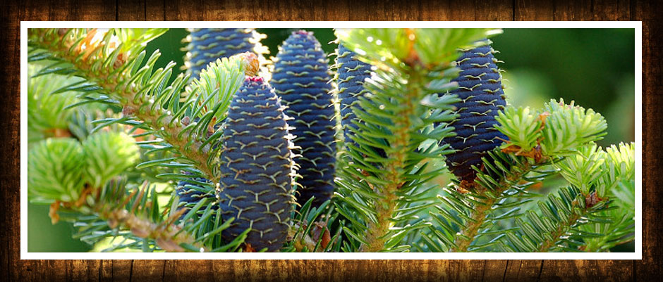 arbres feuillus conifères arbustes plantes grimpantes funkie pépinière en Pologne