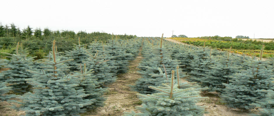 arbres feuillus conifères arbustes plantes grimpantes funkie pépinière en Pologne