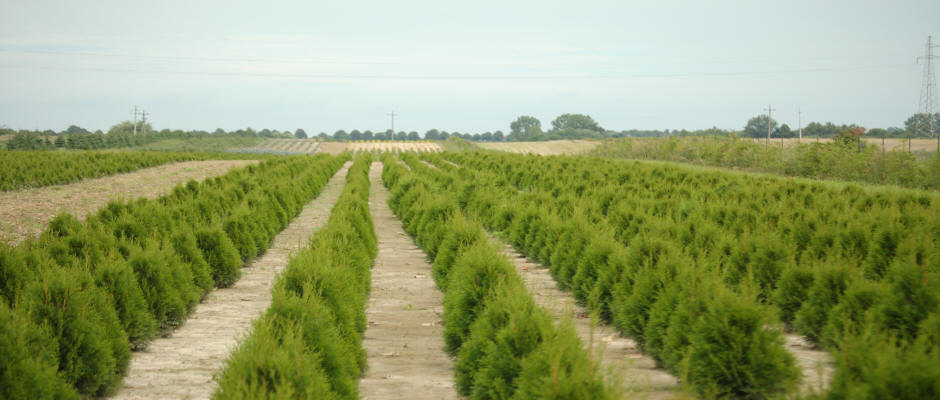 arbres feuillus conifères arbustes plantes grimpantes funkie pépinière en Pologne