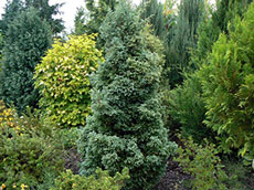 Plantes de conifères