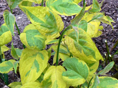 Plantes à feuilles caduques